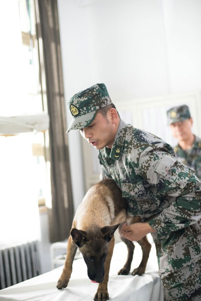 电视剧《神犬奇兵》全集剧照-风尚娱乐http://news.fengsung.com/yule/