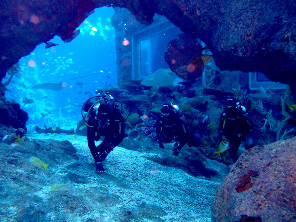 圣淘沙名胜世界海洋生物园推出全新体验性项目