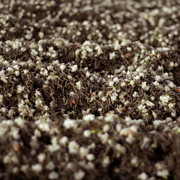 福茗堂茉莉银针茶师精选全面上市 