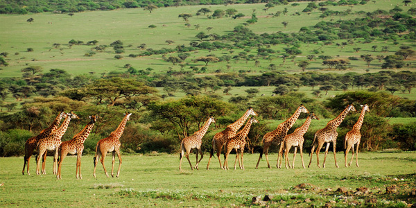 Your Africa 带你领略非洲南部的旷野奇景