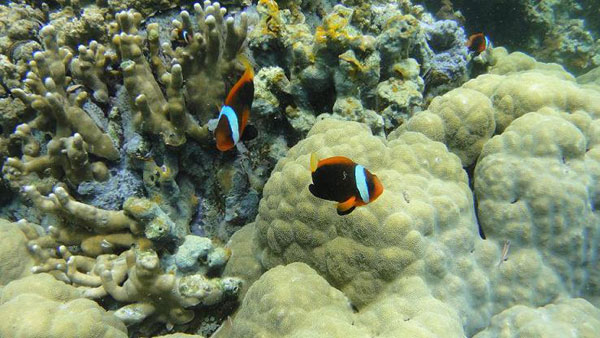 海底奇观之首免签小众海岛帕劳之旅