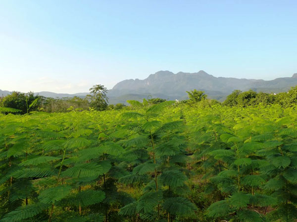 2015羊年端午 粽情「安纳塔拉」