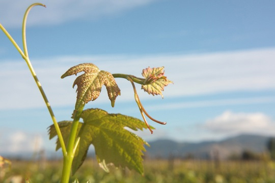 佳美娜：葡萄界的“还珠” 