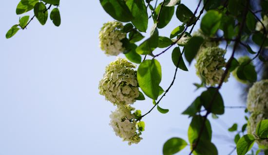 碧空下的琼花树