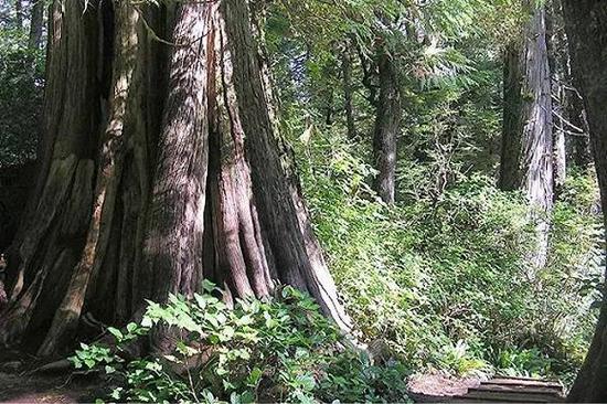 Ancient Cedar Trail