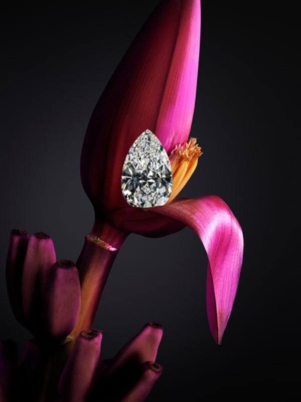 喀拉哈里女王之钻的奇幻之旅