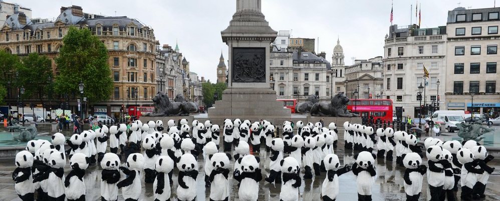 Panda Awareness Week熊猫保护意识周：成都大熊猫“熊抱”伦敦奥运