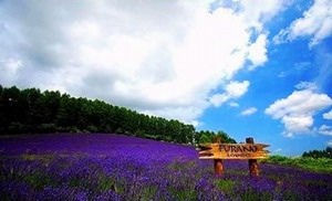 浪漫北海道——“紫色熏衣”富良野