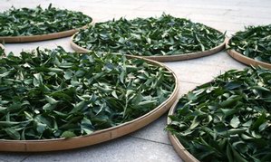 2013年福茗堂，秋茶传统铁观音采茶