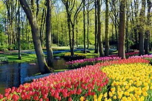 荷兰最美春天 阿姆斯特丹到海牙景观大道