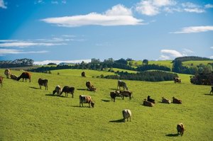玩转新西兰 与纽瑞滋奶牛一起畅享最In夏日圣诞