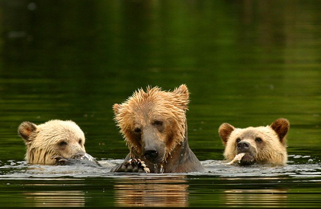 加拿大不列颠哥伦比亚观熊主题旅游