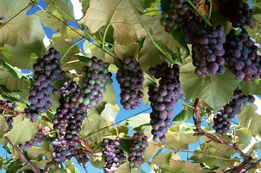 林殿里：没完没了的葡萄品种