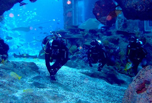 圣淘沙名胜世界海洋生物园推出全新体验性项目