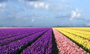 荷兰“花花世界” 5大赏花攻略赏尽郁金香