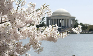 华盛顿樱花华丽盛放 绝色不输日本