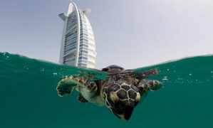 卓美亚在世界海龟日庆祝迪拜海龟康复项目迎来十周年