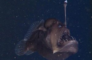 黑角安康鱼：&ldquo;海中鹅肝&rdquo;味道鲜美，你敢吃吗?