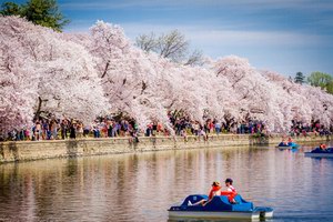 春光明媚 到白宫历史园林共赏春花烂漫