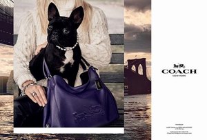 Lady Gaga 爱犬登上Coach秋冬广告