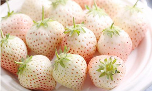本来生活网草莓又出稀有品种：惊天白色草莓