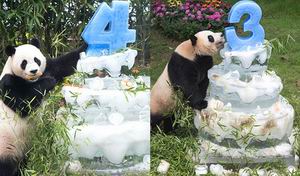 大熊猫爱宝乐宝赴韩首个生日，韩国民众齐聚爱宝乐园为其庆生