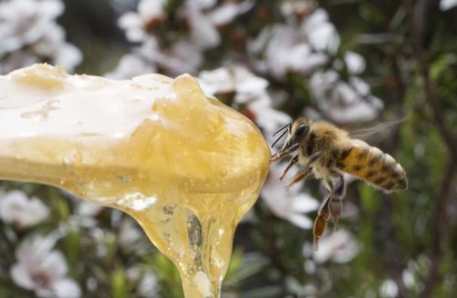 新西兰规范蜂蜜出口质量，BEE+麦卢卡蜂蜜严把质量关