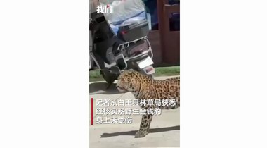 四川金钱豹闹市行走，都市松弛感引发热议 林草局:已送返森林