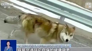 &ldquo;可可西里网红狼&rdquo;被大货车压死？三江源公园确认死了一只，但不确定是否为&ldquo;初代目&rdquo;