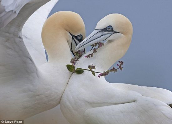一夫一妻制爱情鸟塘鹅送红石竹项链给心上人
