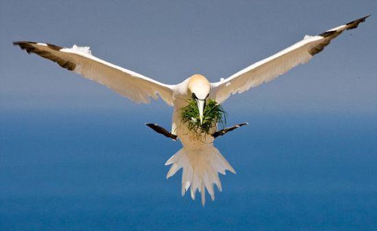 一夫一妻制爱情鸟塘鹅送红石竹项链给心上人