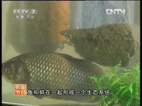 五年后，CCTV携手长生鸟再探‘能吃的珍珠’