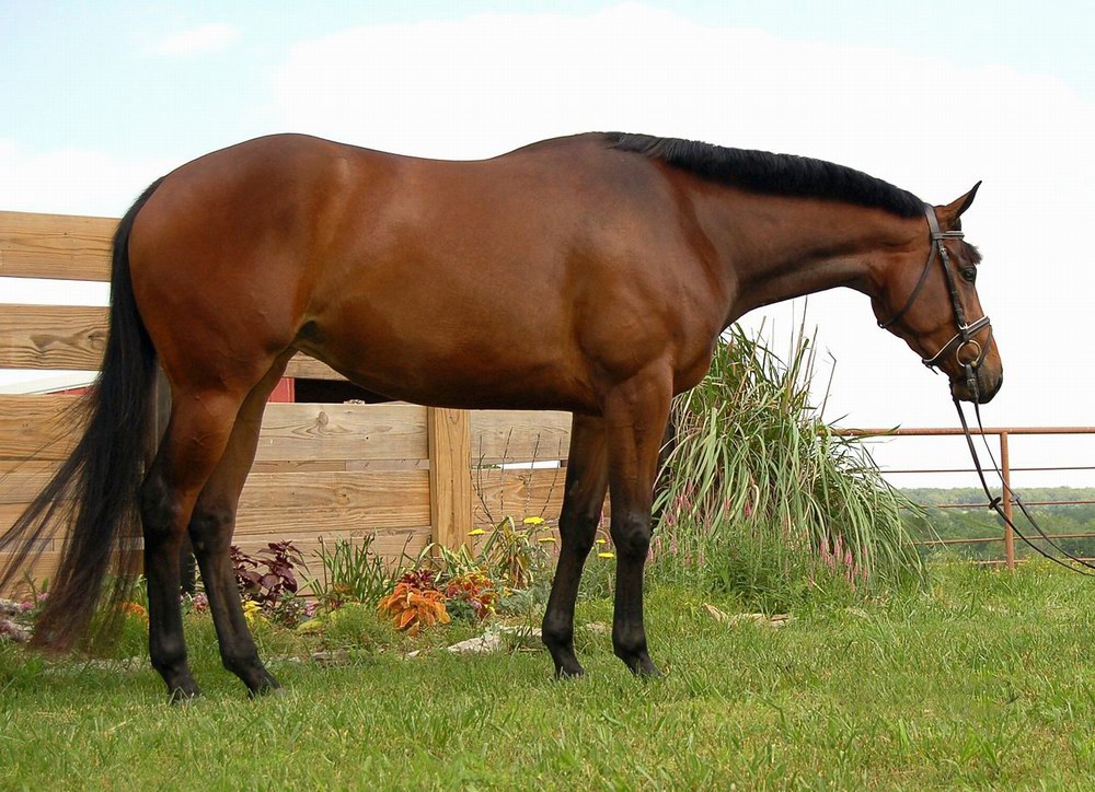 夸特马(Quarter Horse) ,美国最流行的马种