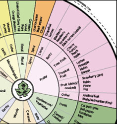 葡萄酒香气轮盘