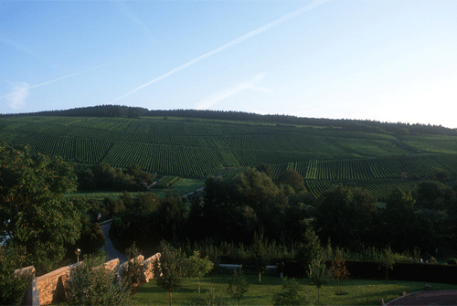 雷司令(Riesling)的重要产区在德国