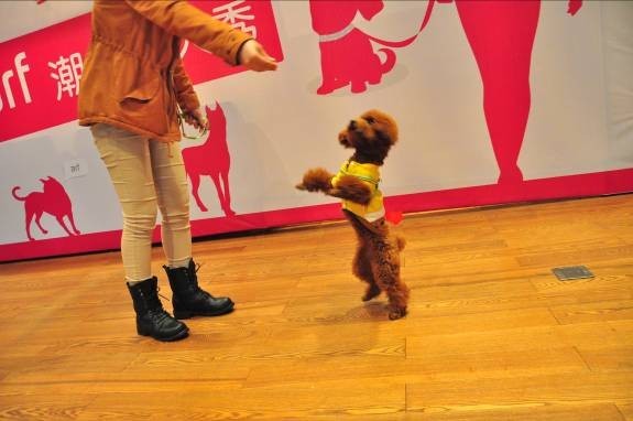 带爱宠住酒店：潮人爱犬“秀爆”佛山南海雅乐轩